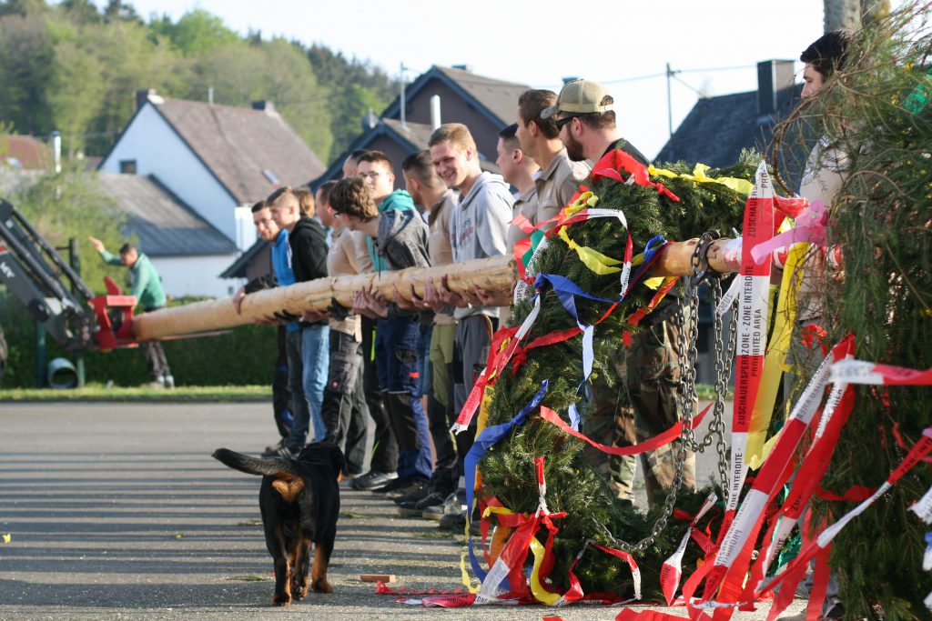 Junge Menschen beim Aufstellen eines farbenfroh geschmückten Maibaums in Waldkönigen.